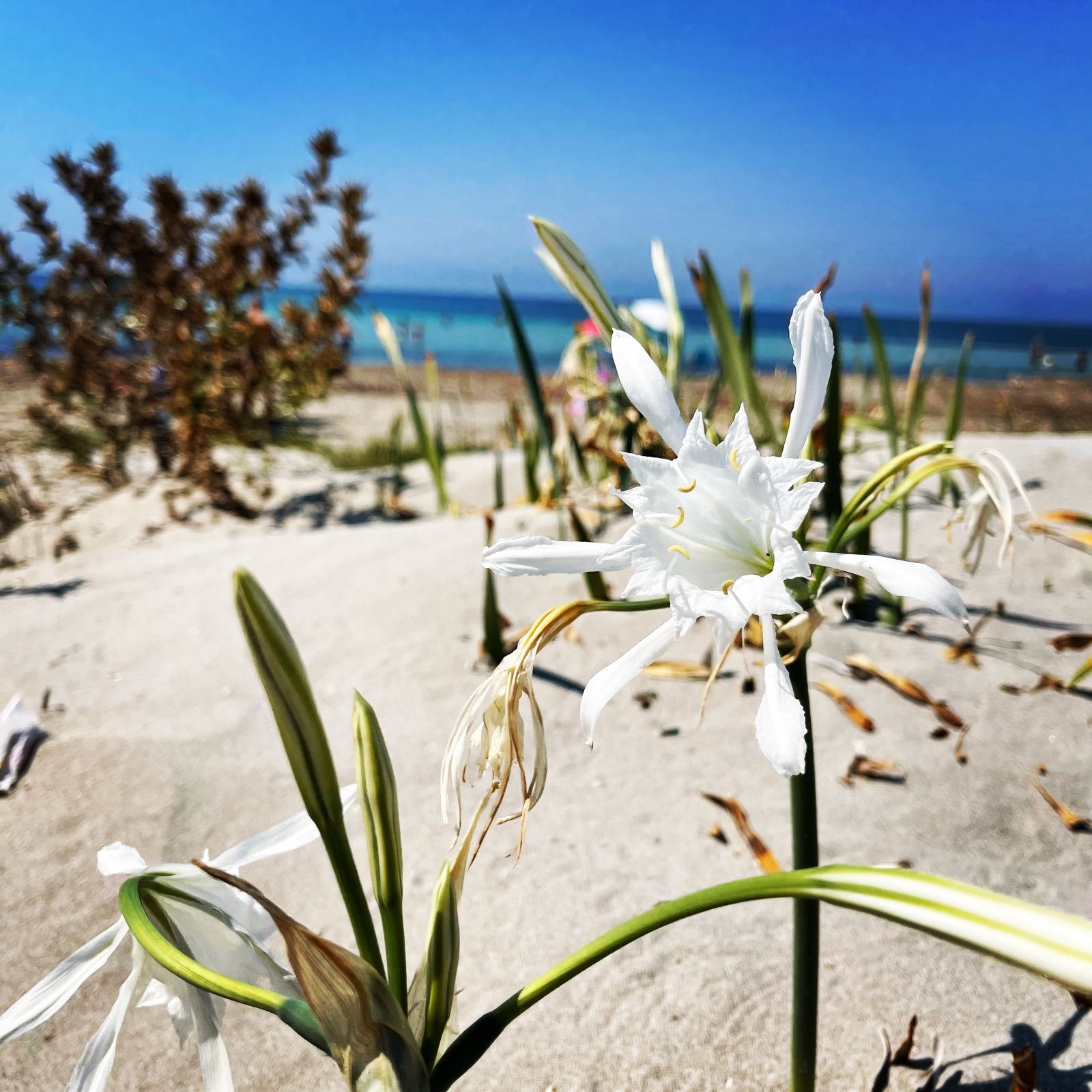 Uno scorcio sulla costa di Mazara del Vallo